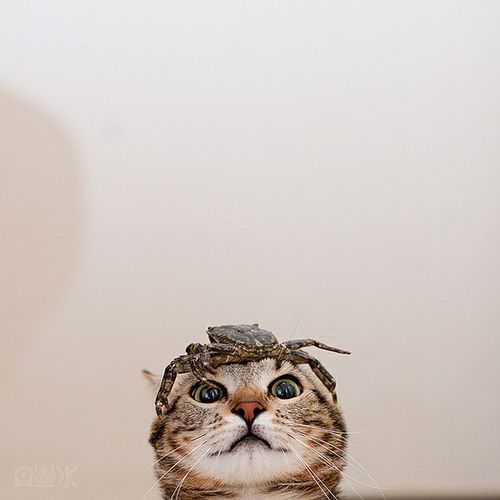 cat and frog