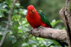 king parrot