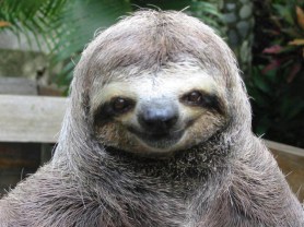 sloth