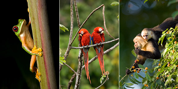 animals of costa rica